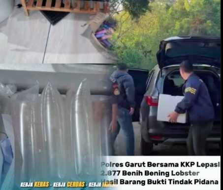 Ungkap Kasus Benih Lobster, Polres Garut Kembangkan Dugaan Tindak Pidana Pencucian Uang